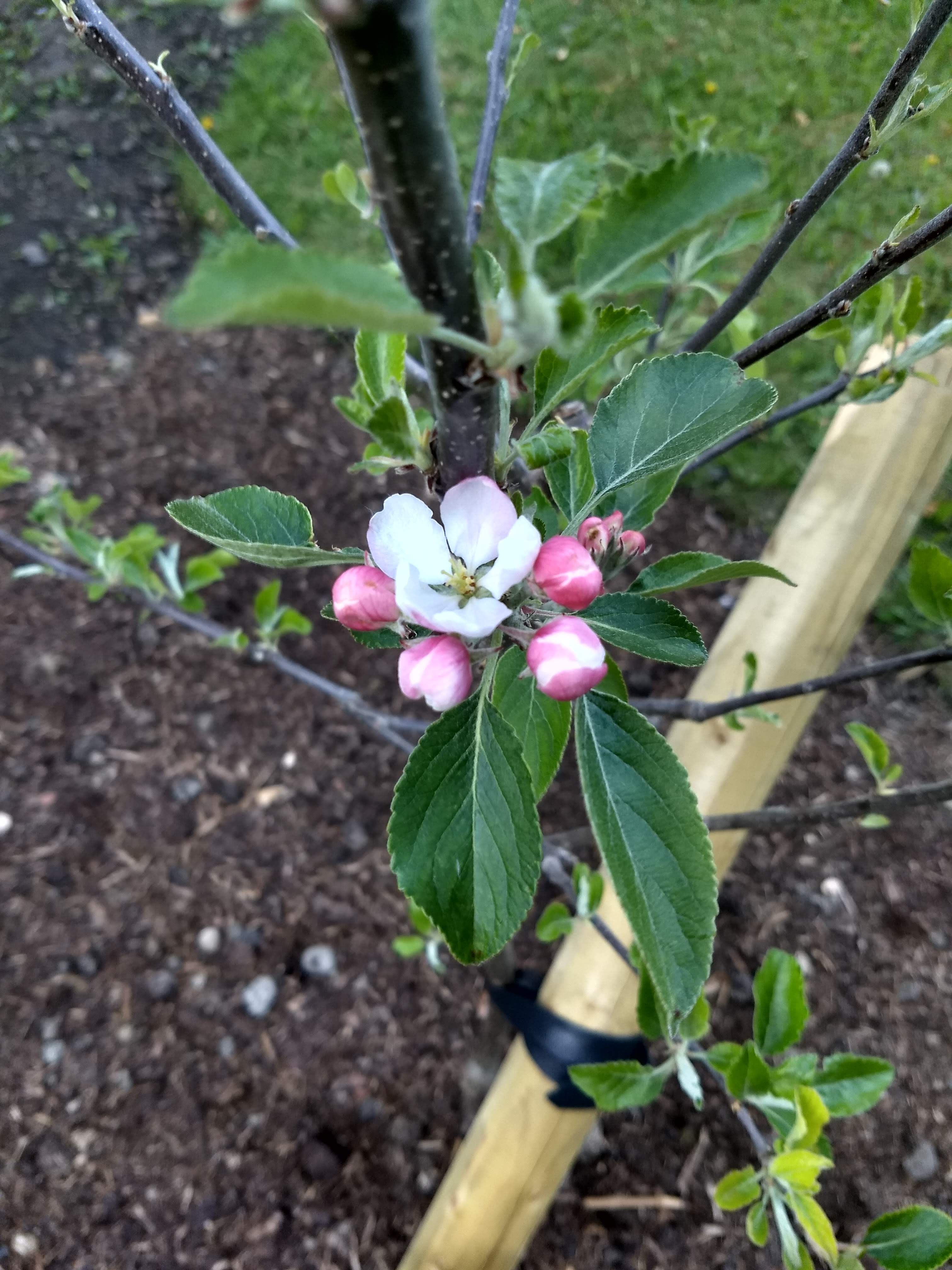 A flower on a young apple tree