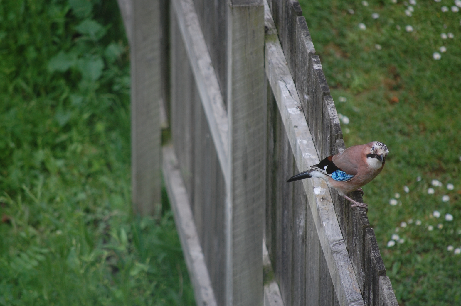 Jay bird on a fence