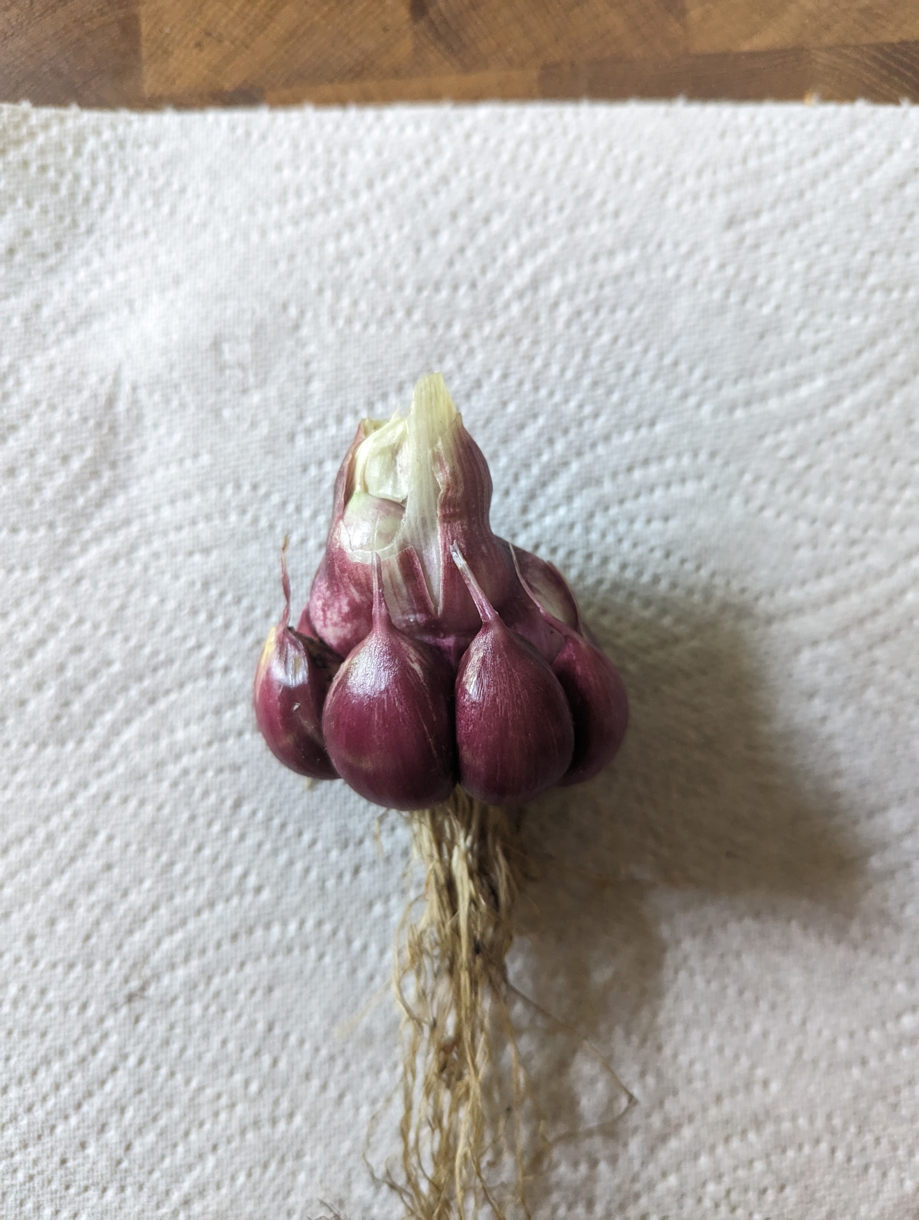 A large but very wonky bulb of garlic.