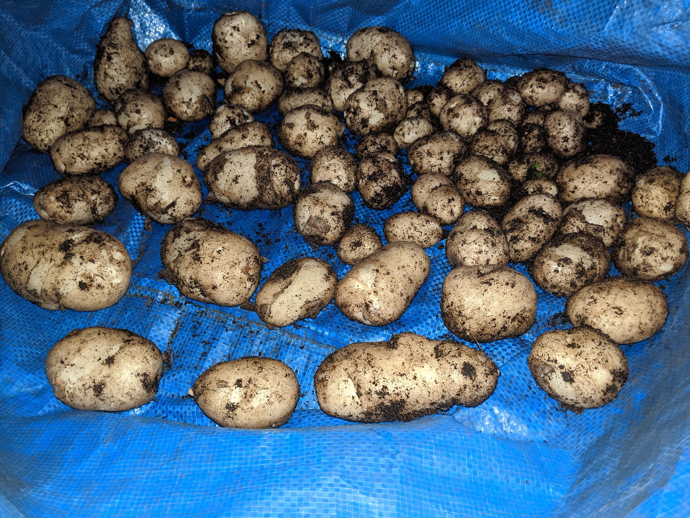 Potato yield in a bag